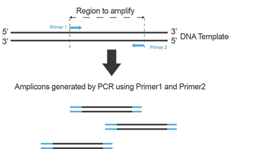 primers_hybridization.PNG